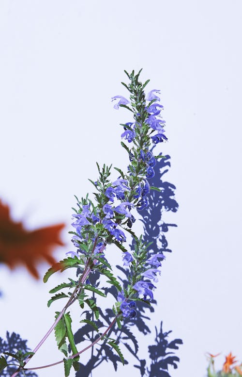Plant with Purple Flowers