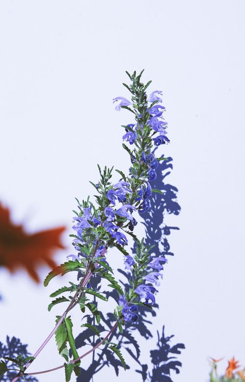 Free Close-up of purple flowers with shadows against a white backdrop, showcasing fresh and vibrant nature. Stock Photo