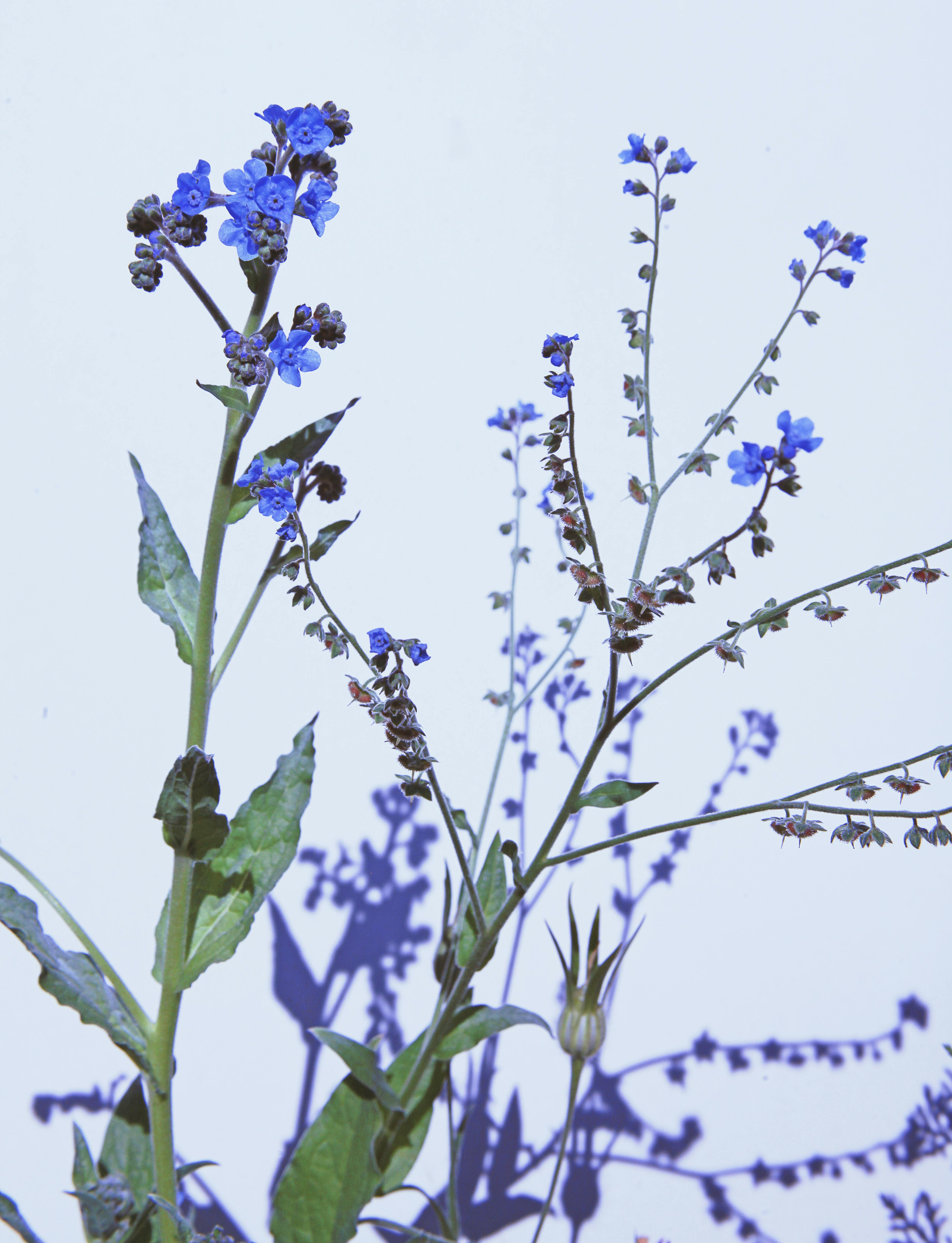Blue Chinese Forget Me Not flowers in a vertical shot against a light background.
