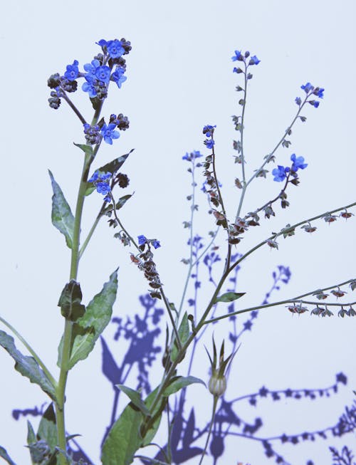 Photo of a Blue Cynoglossum Amabile Flower