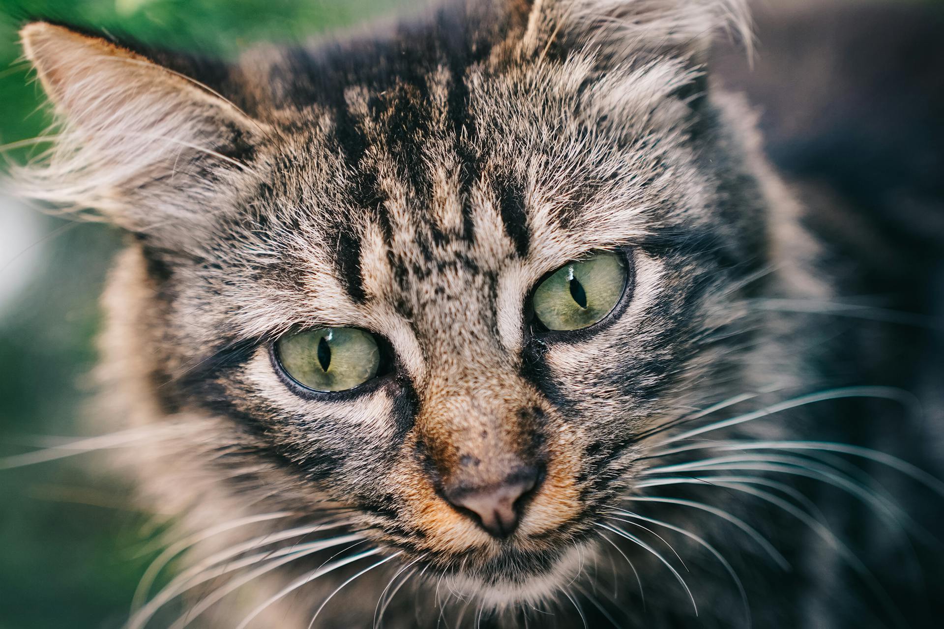 Free stock photo of animal, cat, curiosity