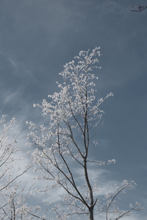 grátis Foto profissional grátis de árvore nua, com frio, galhos congelados Foto profissional