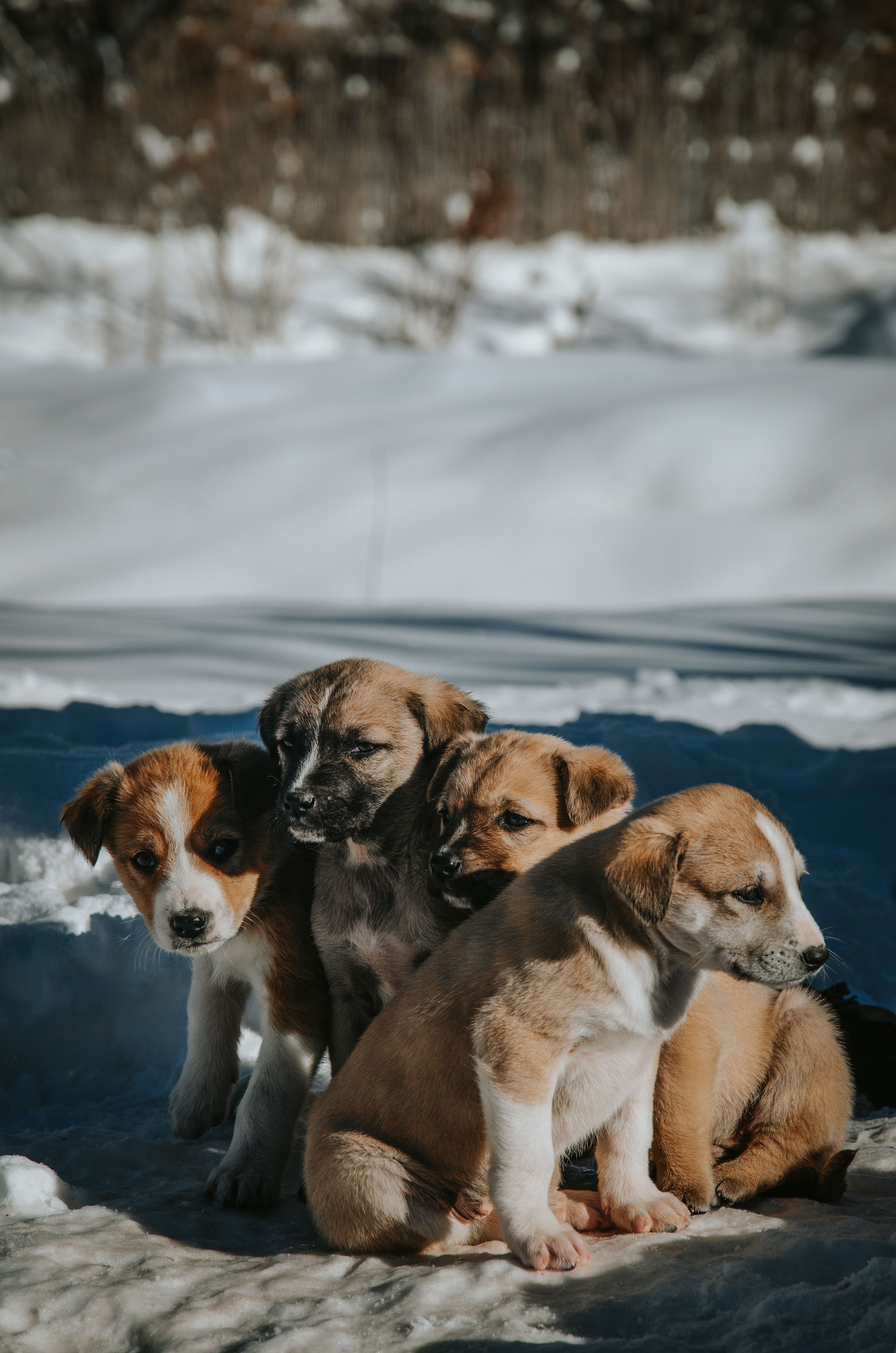 Purebred Puppies For Sale In Coffs Harbour: Responsible Buying Guide for Australian Families