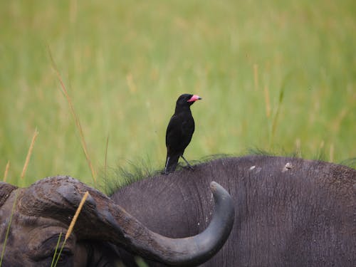 Bird on Animal with Horn