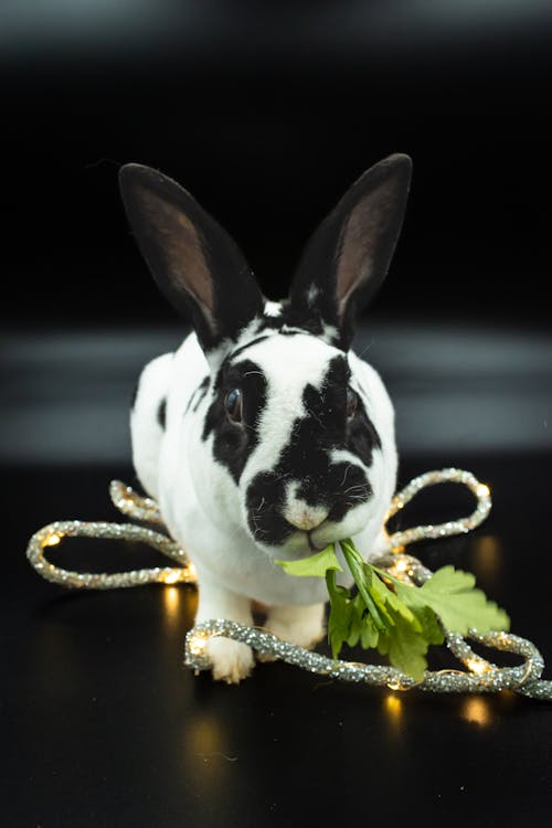 Fotobanka s bezplatnými fotkami na tému domáce zviera, králik, listy