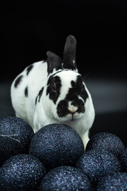 Darmowe zdjęcie z galerii z fotografia zwierzęcia, królik, pionowy strzał