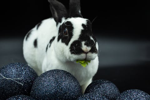 How Often Should You Clean Rabbit Litter Box? [Comprehensive Answer]