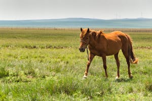 Free stock photo of agriculture, animal, cavalry