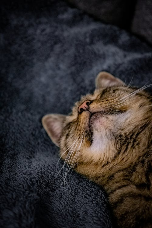 A Tabby Cat Sleeping 