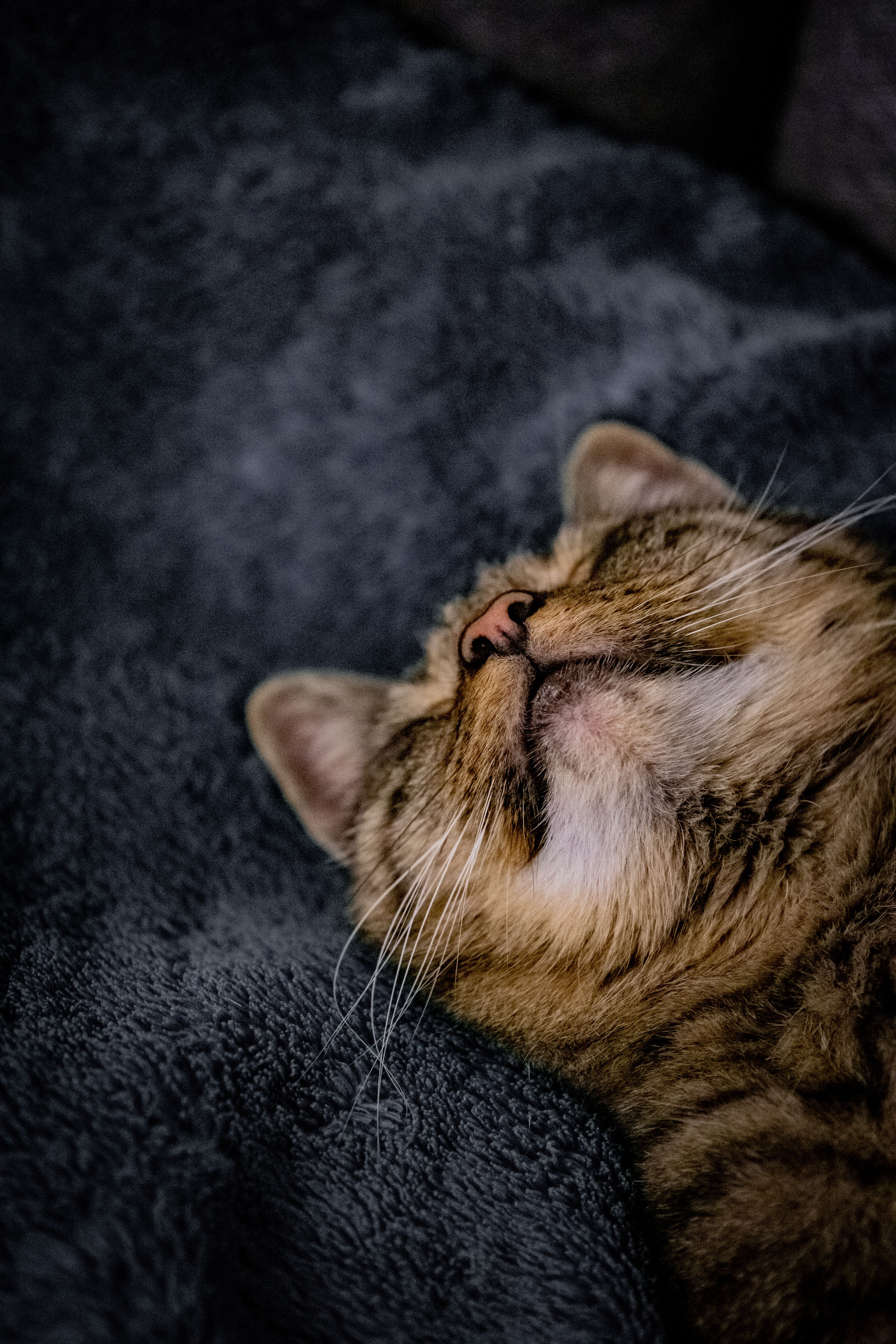 A Tabby Cat Sleeping by the Window · Free Stock Photo
