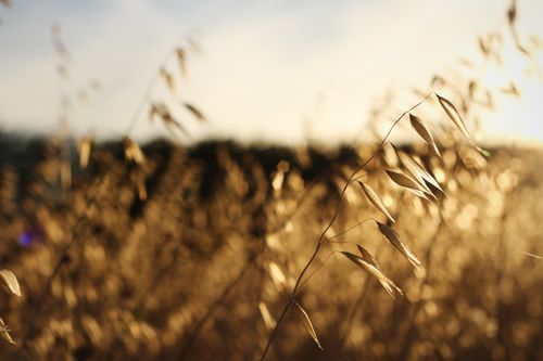 Free Close-up of golden grasses in a rural field at sunset, capturing nature's serene beauty. Stock Photo