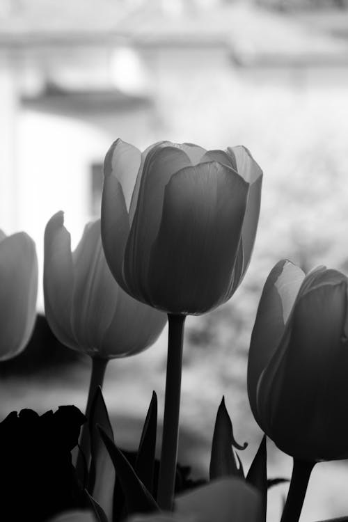 Grayscale Photo of Tulips 
