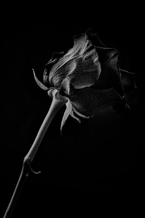 Grayscale Photo of a Rose 