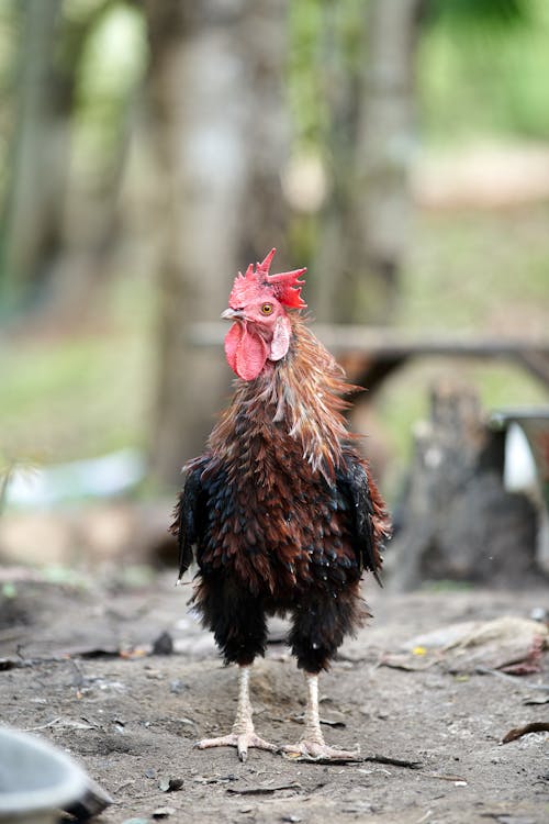 Standing Rooster on Farm