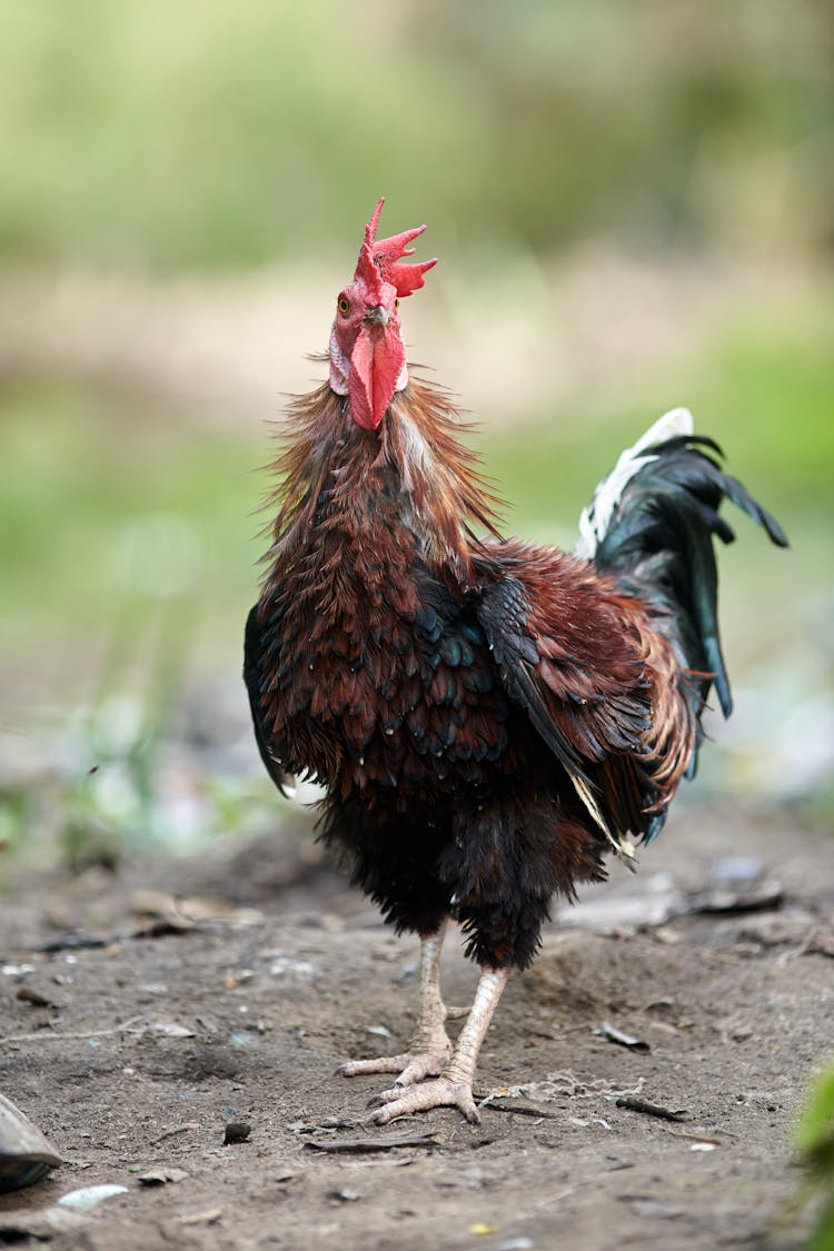 Brown Rooster Standing On Ground