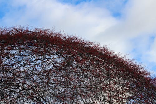 Free stock photo of blue, garden, sky