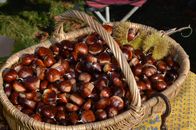 Wicker basket filled with fresh chestnuts, capturing rustic autumn vibes.