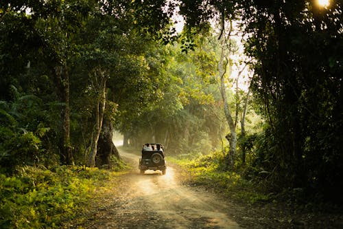Car Safari in Jungle