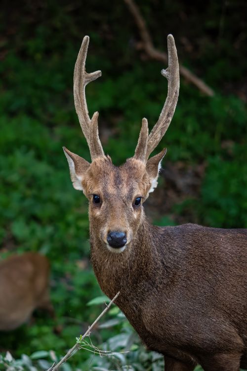 Free A close-up shot of a young deer with antlers in its natural habitat, showcasing vibrant wildlife. Stock Photo