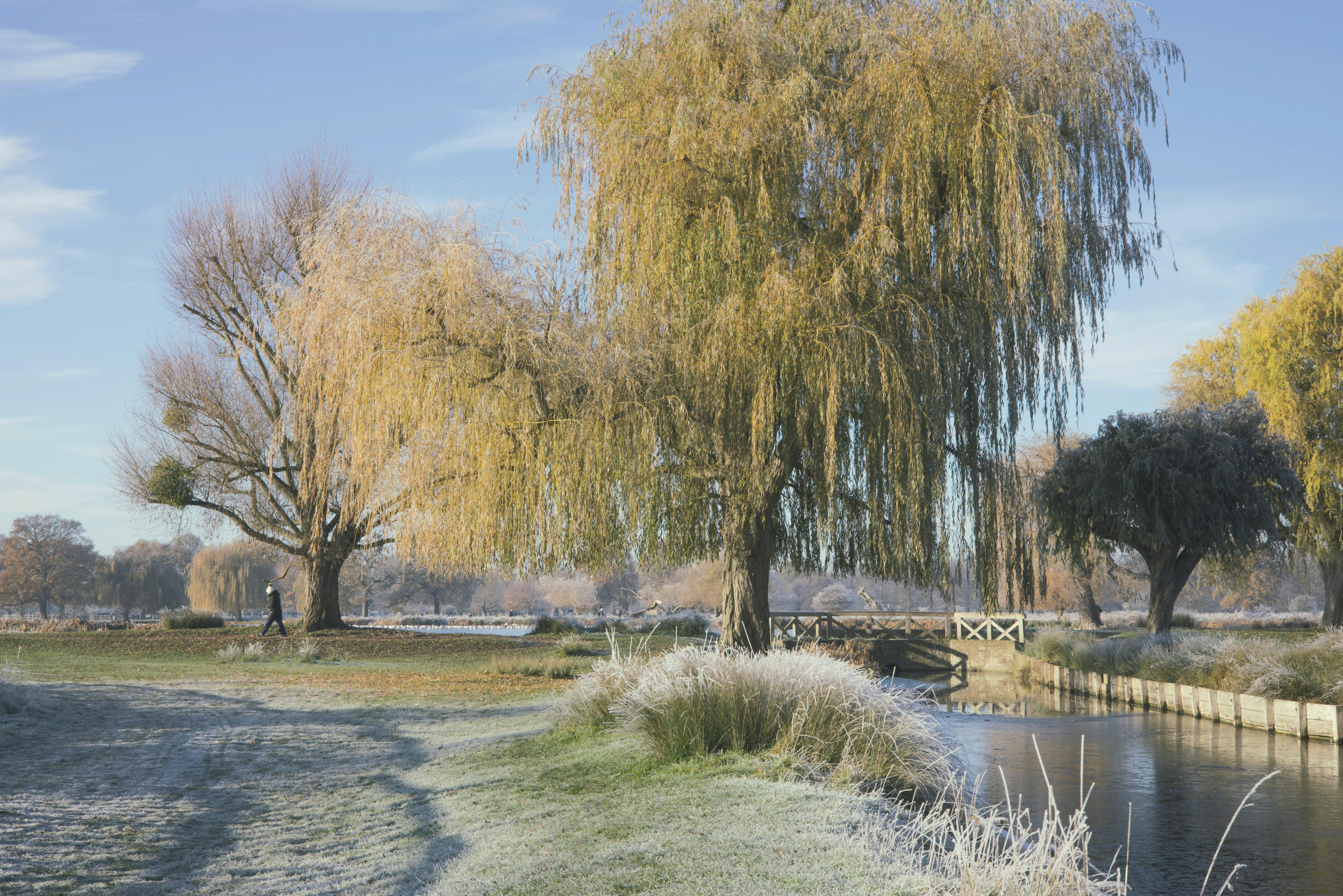 Willow Tree near River · Free Stock Photo