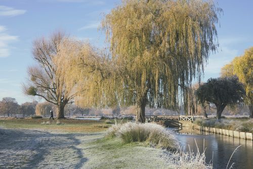 Bare willows along a river in winter light — photo by Stephen Noulton on Pexels