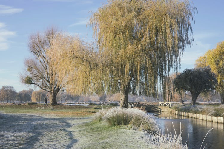 Willow Tree Near River