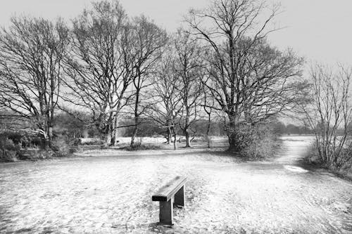 Black and White Photo pf Bench in Winter Park
