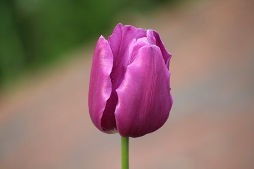 Ảnh đẹp hoa tulip tím là một cách tuyệt vời để thưởng thức vẻ đẹp độc đáo của hoa tulip. Những bức ảnh tinh tế này đã ghi lại được toàn bộ sắc màu và cảm xúc của hoa tulip tím. Hãy dành thời gian để ngắm nhìn và cảm nhận.