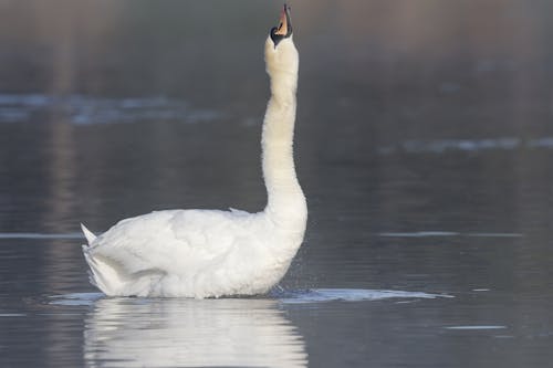 White Swan on Body of Water