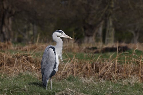 Photo of a Grey Heron