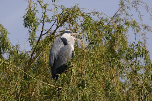 Wading Bird Perched on Tree Branch