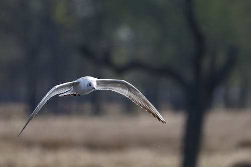Gratis lagerfoto af dyrefotografering, fugl, fugl flyver
