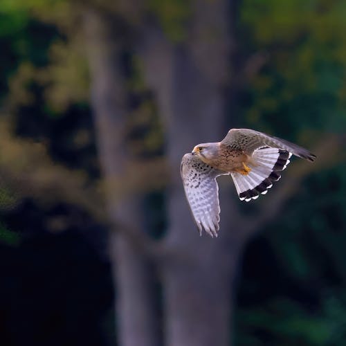 A Flying Kestrel in the Air