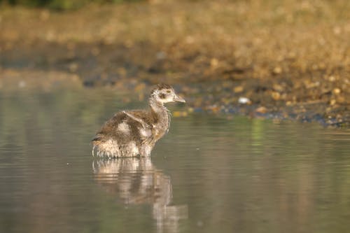 Egyptian Goose on Lake