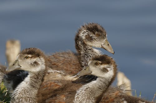 Young Ducks Standing