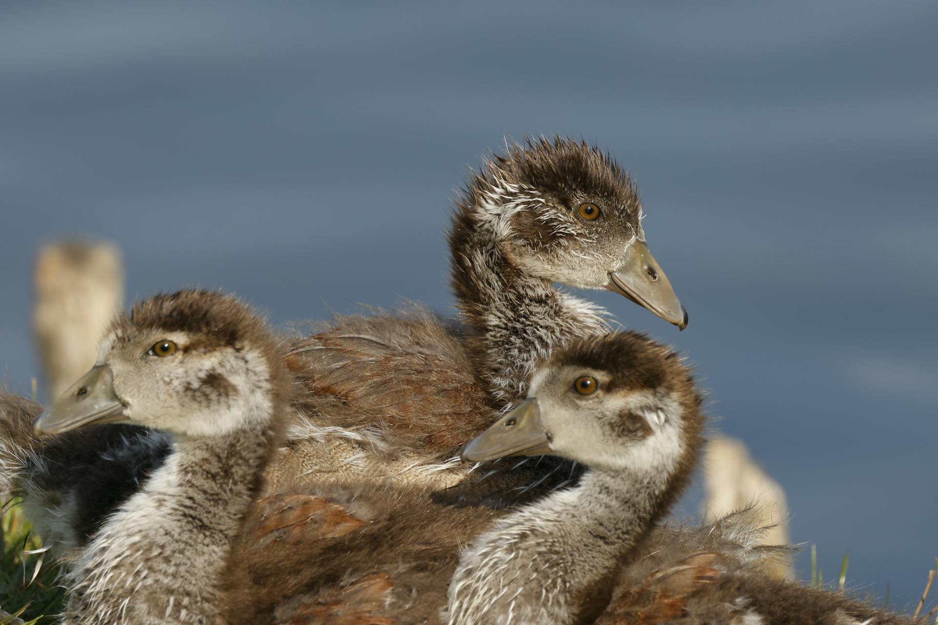 Free stock photo of animal, beak, bird