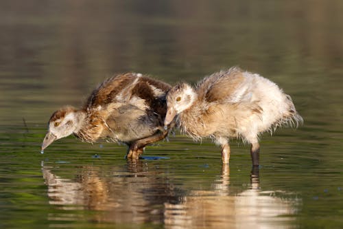 Baby Swans Drinking Lake Water