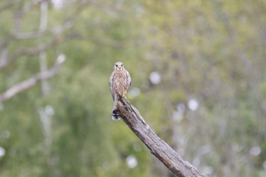 Close Up Photo of a Kestrel