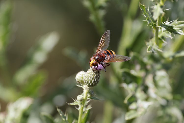 Bee On Thistle