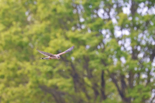 Common Kestrel Bird Flying