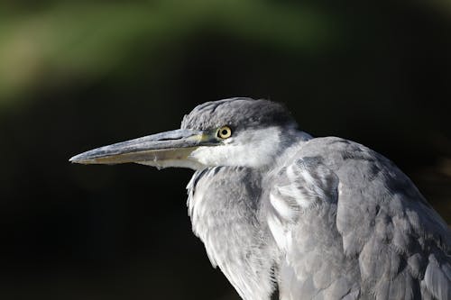 Grey Heron in Close Up Photography