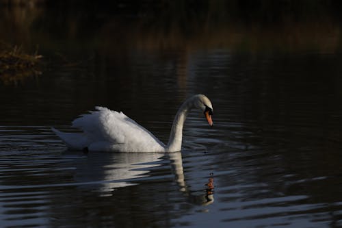 Photo of Mute Swan on Body of Water