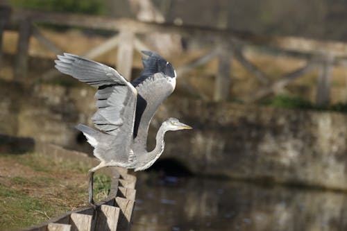 Photo of a Grey Bird