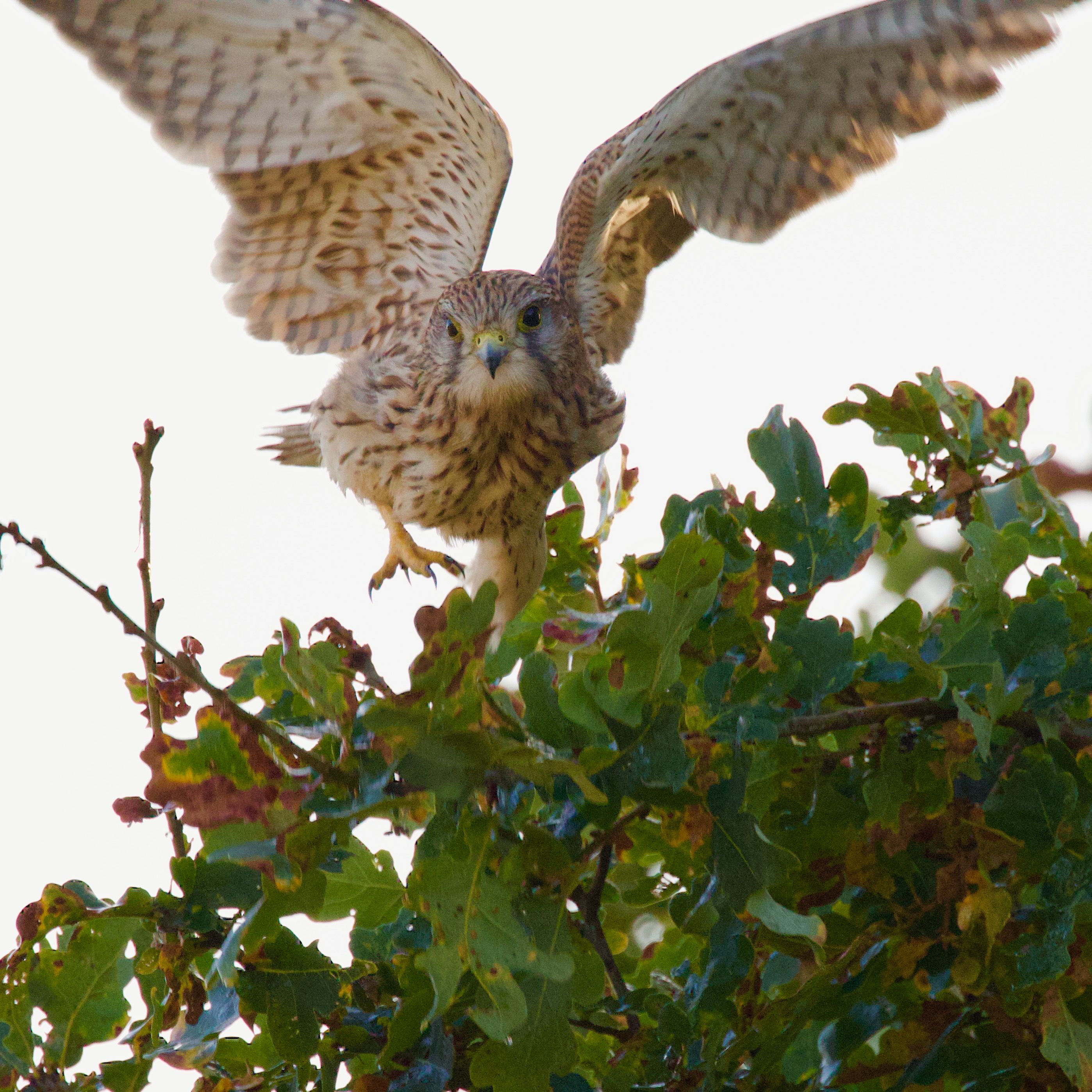Kestrel Behavior Photos, Download The BEST Free Kestrel Behavior Stock ...