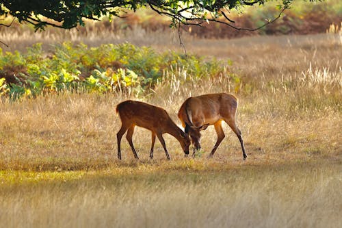 Red Deer Grazing on a field