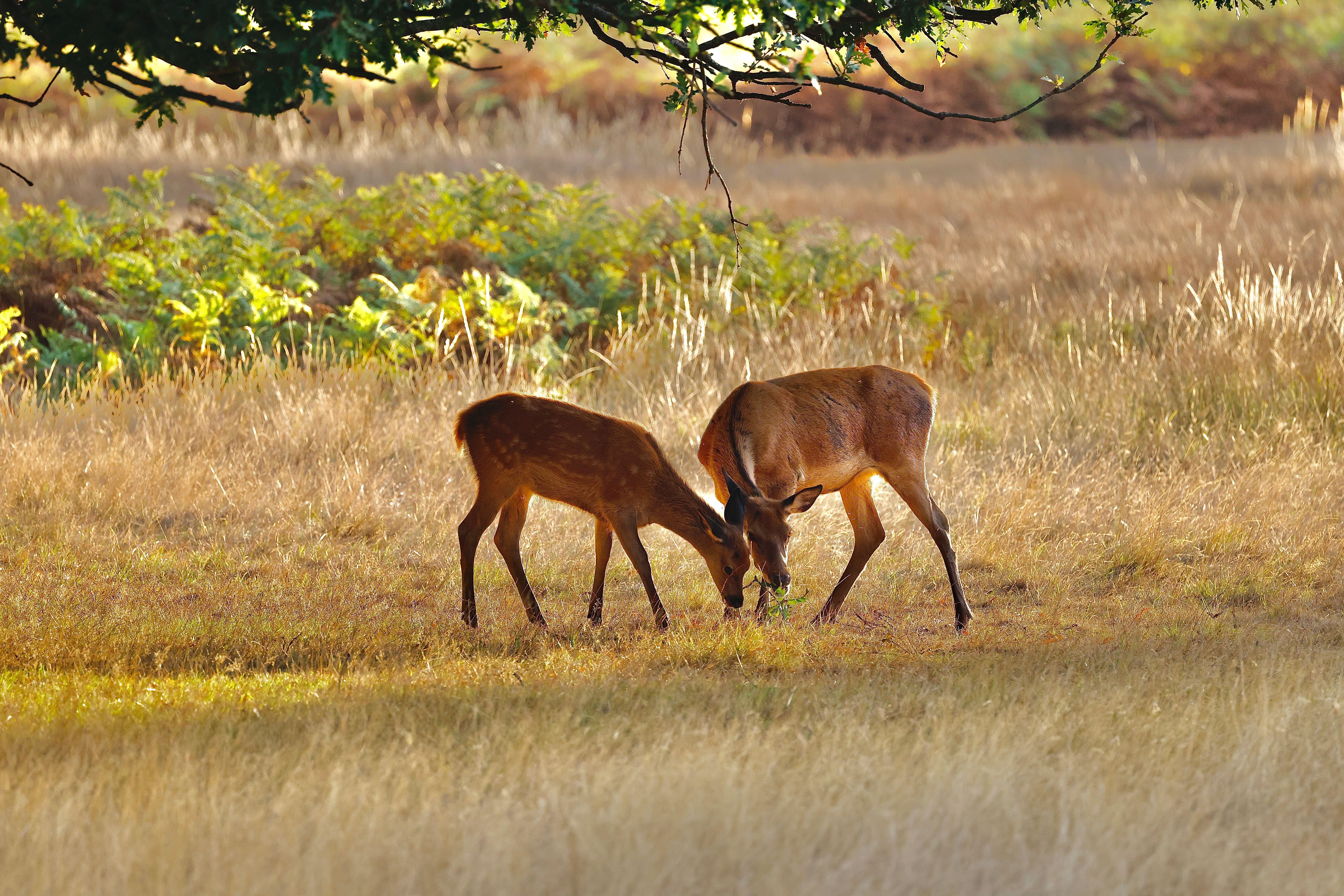 Red Deer Grazing on a field · Free Stock Photo