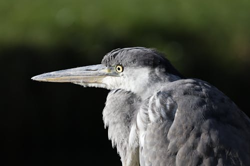 Close Up Photo of Grey Heron
