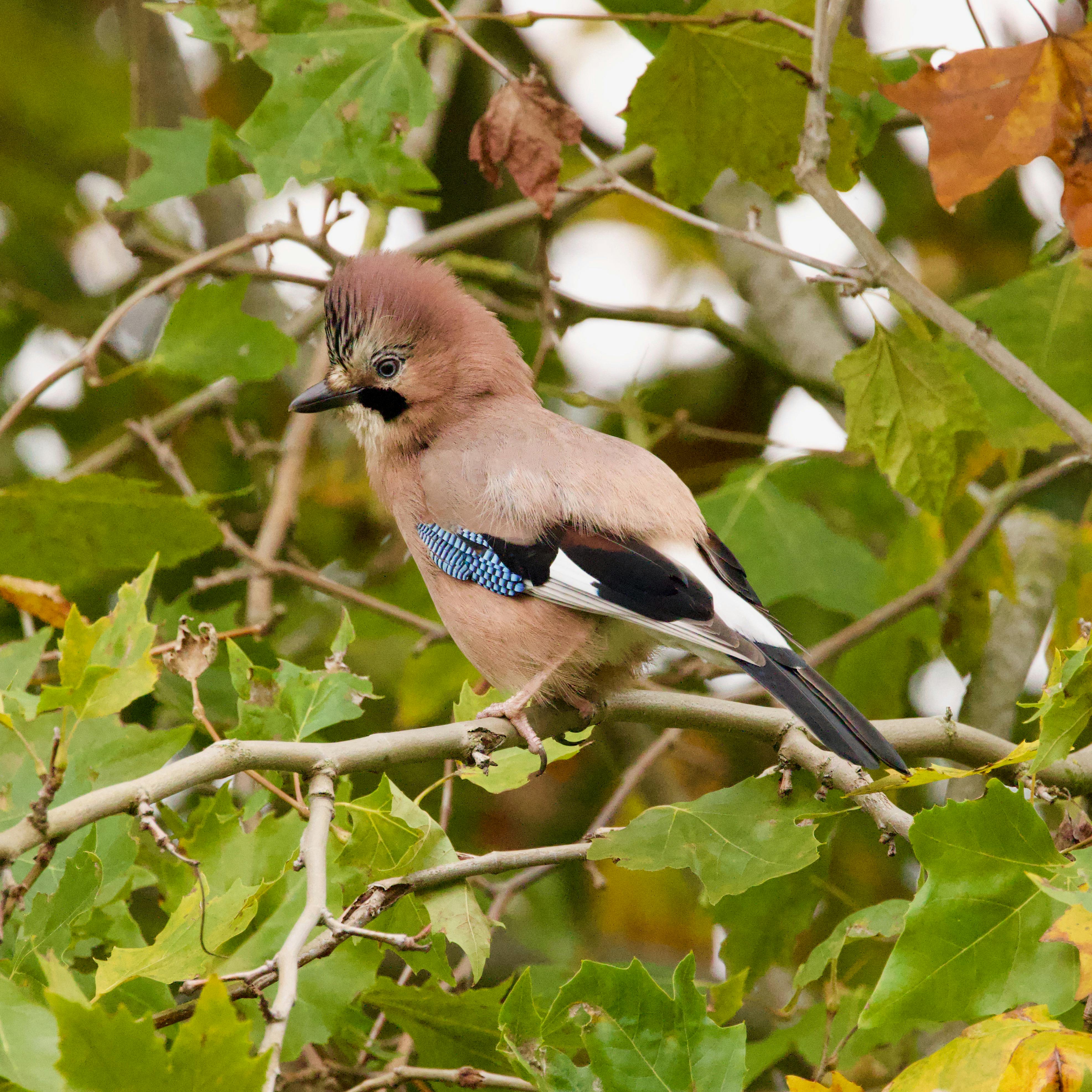 eurasian jay bird sitting on a tree branch