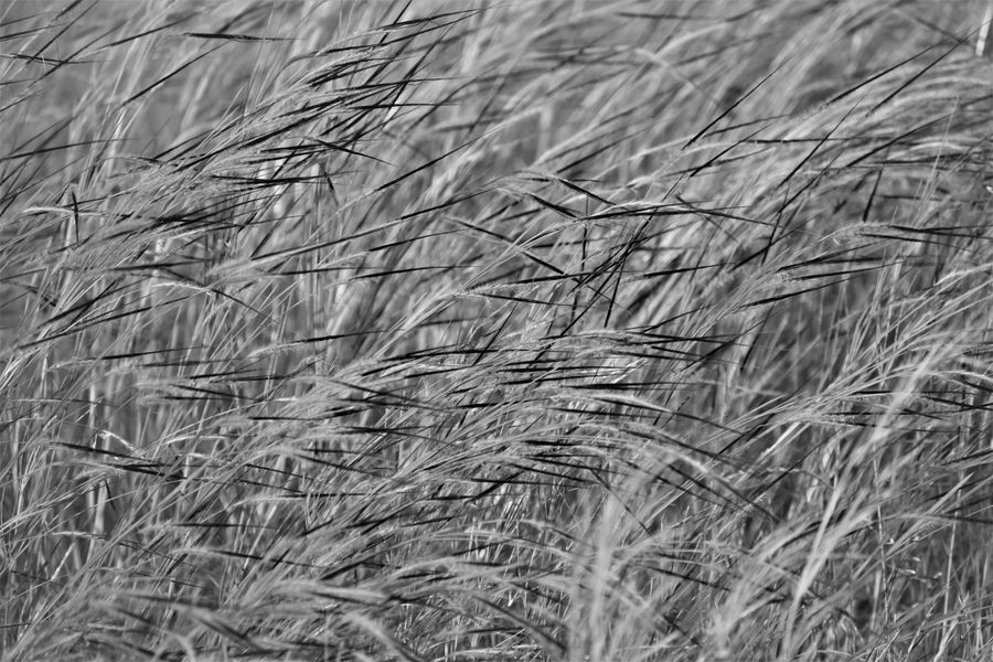 Black and white field of grass bending in wind. Photo by Atish Kumar Ravi on Pexels