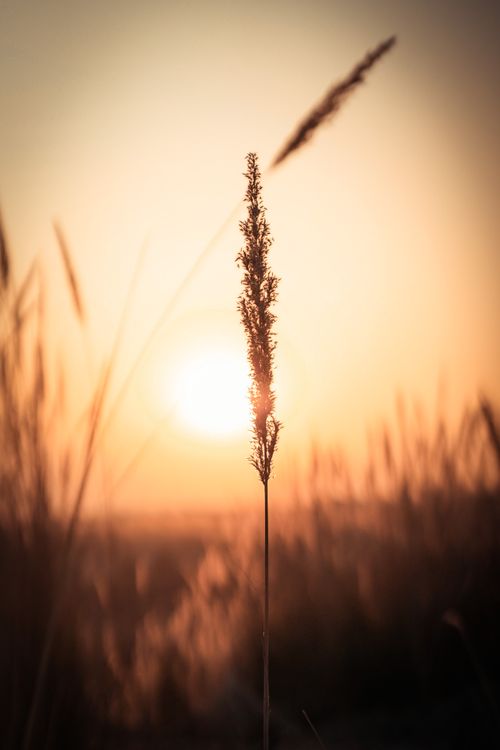 Free Close-up of grass silhouette against a vibrant sunset in Islamabad, Pakistan. Stock Photo